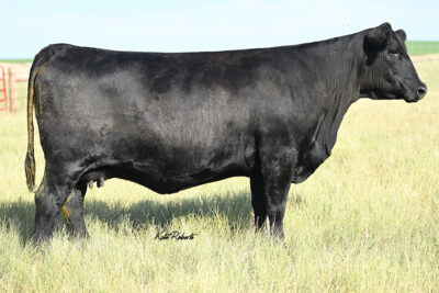 DAM OF SQUARE DEAL