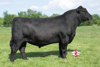 Quaker Hill Michie 2Y31