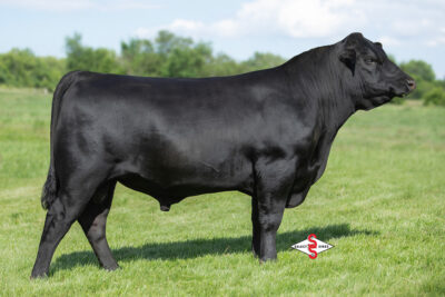 Quaker Hill Tigercat 2W17